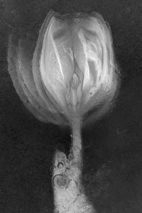 Framed Tulipan X Ray Print