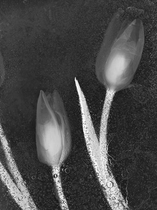 Framed Tulipanes Blancos 33 Print