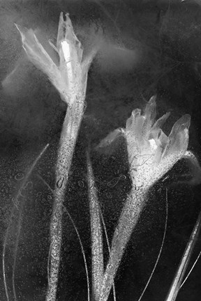 Framed Flores Azules 57 Print