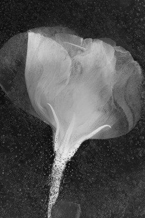 Framed Flowers On Ice BW Print