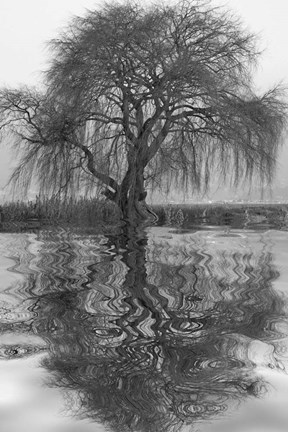 Framed Sauce en Agua 1 Print