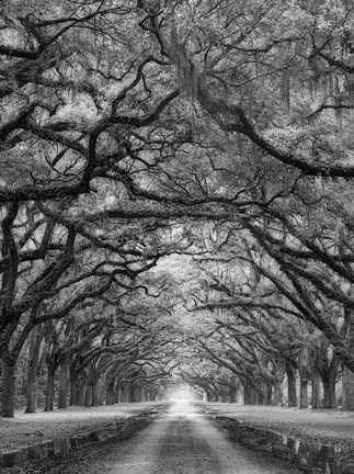 Framed Oaks Avenue 2 BW Print
