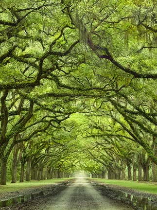 Framed Oaks Avenue 2 Print