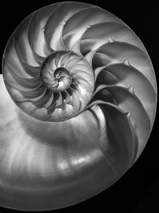 Framed Nautilus 3 2 Print