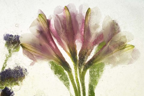 Framed Flores en Hielo VII Print