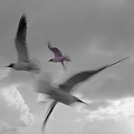 Framed Libertad - Pop Print