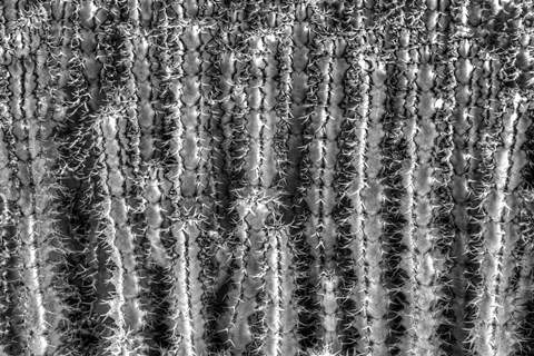 Framed Old Cactus 2 Print