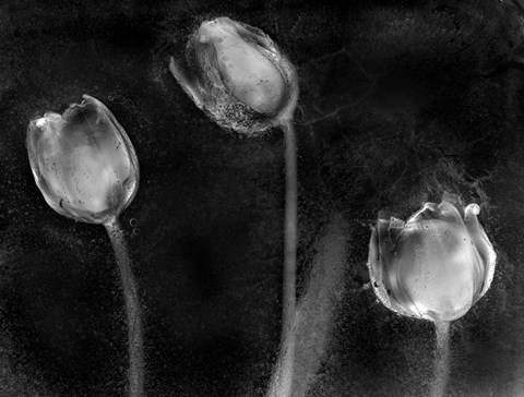 Framed Tulipanes Platino Print