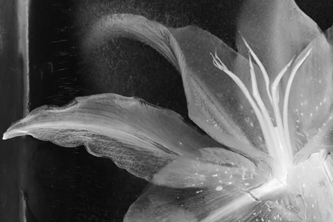 Framed Detalle Flor X Print