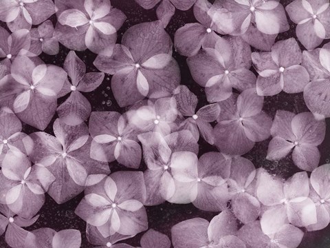 Framed Flores Azules X Color Print