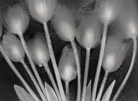 Framed Ramo de Tulipanes Print