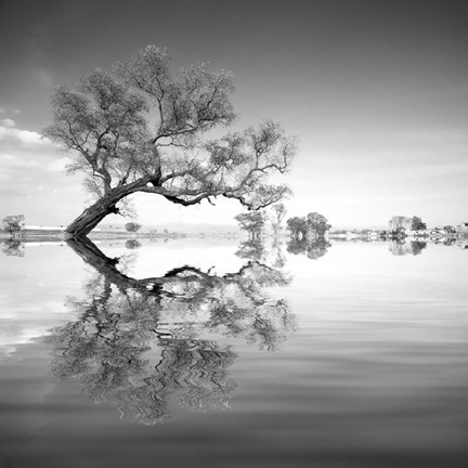 Framed Arbol en Agua 3 BN Print