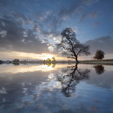 Framed Arbol en Agua 5 color Print