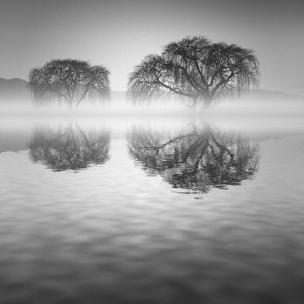 Framed Sauces Vertical en Agua BN Print