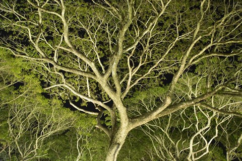 Framed Costa Rica Tree Color 2 Print