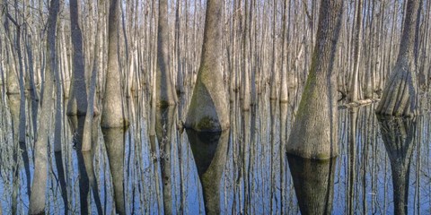 Framed Cypress Reflection Panoramic Print