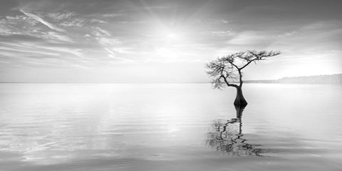 Framed Judge II Print