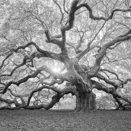 Framed Tree Square BW 2 Print