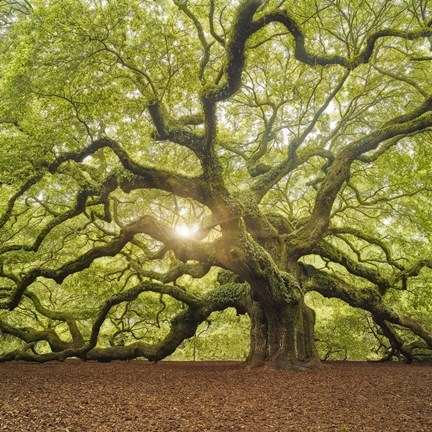 Framed Tree Square Print