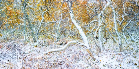 Framed Tired Trees 3 Print