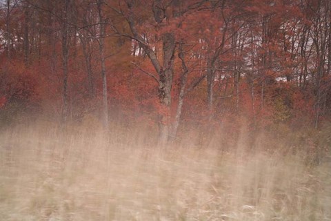 Framed Trees On Wind 2 Print