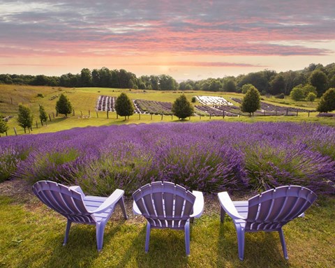 Framed Lavender Chairs, Horton Bay, Michigan &#39;14-color Print