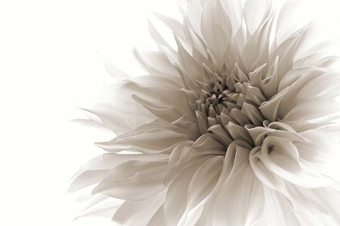 Framed Dignified Print