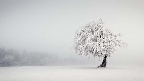 Framed Silence Print