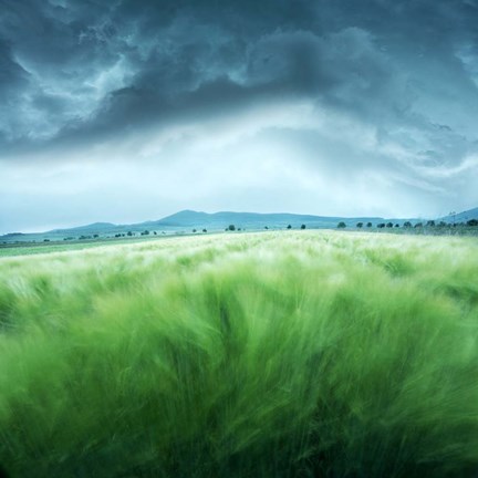 Framed Barley Field Print