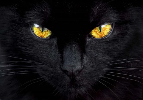 Framed Hypnotist of the Night Print