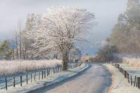 Framed Frosty Morning Print