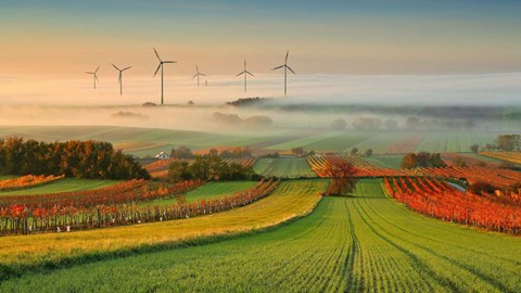 Framed Autumn Atmosphere In Vineyards Print