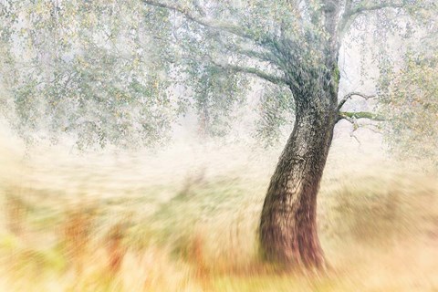 Framed Twisted Dream Print