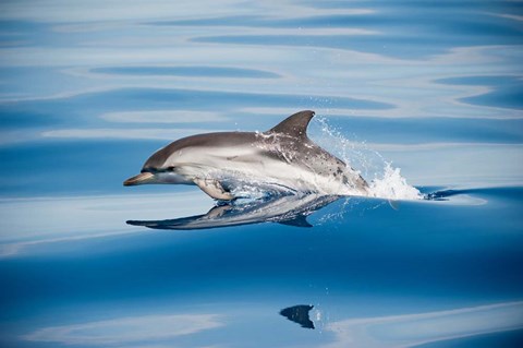 Framed Striped Dolphin Print