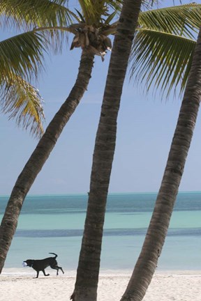 Framed Dog Beach Print