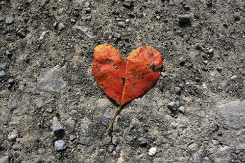 Framed Heartleaf Print