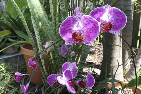 Framed Laurie&#39;s Garden Print