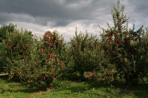 Framed Apple Orchard Dark Sky Print