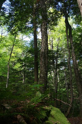 Framed Green Forest Vertical Print