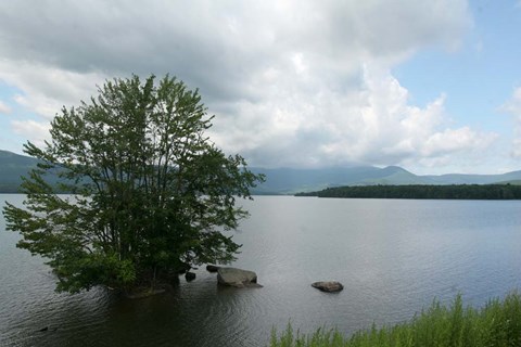 Framed Island Tree Print