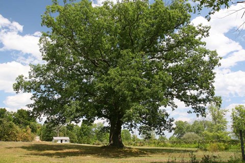 Framed Large Tree Small House Print