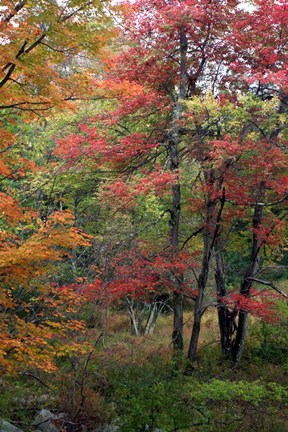 Framed Minnewaskas Vertical 2010 Print