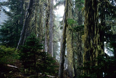 Framed Mt. Rainier Forest Print