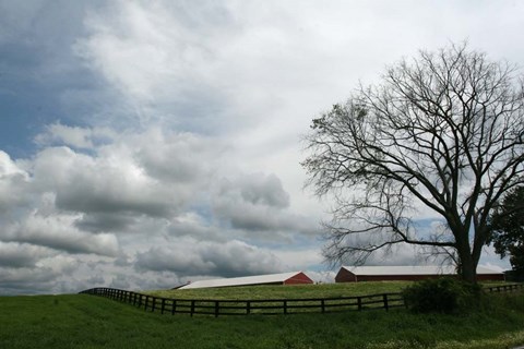 Framed Paddock Tree 8965 Print
