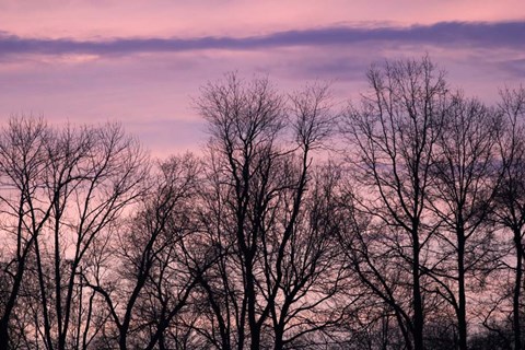 Framed Purple Sky Treeline Print