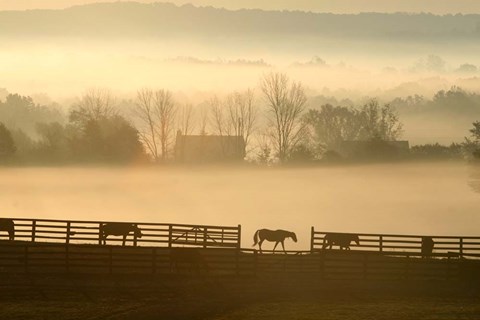 Framed Blue Chip Horse Farm Golden Morning Print
