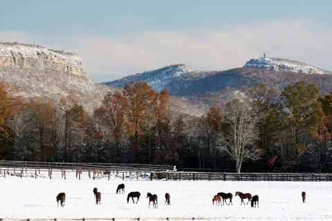 Framed Early Snow Horse Paddock Print