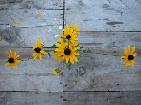 Framed Harvest Table Blackeye Suzies Print