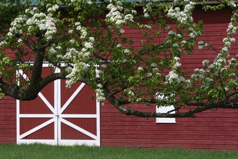 Framed Spring Blossoms Red Barn Print