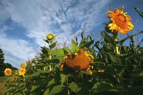 Framed Sunflower Sky Print